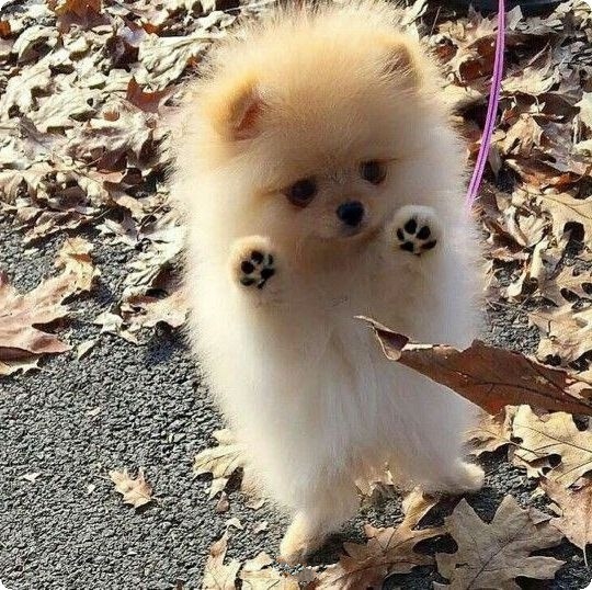 Живность из сети