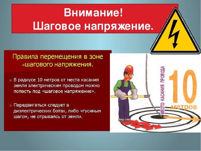 Собака погибла у светофора в Петербурге от удара током