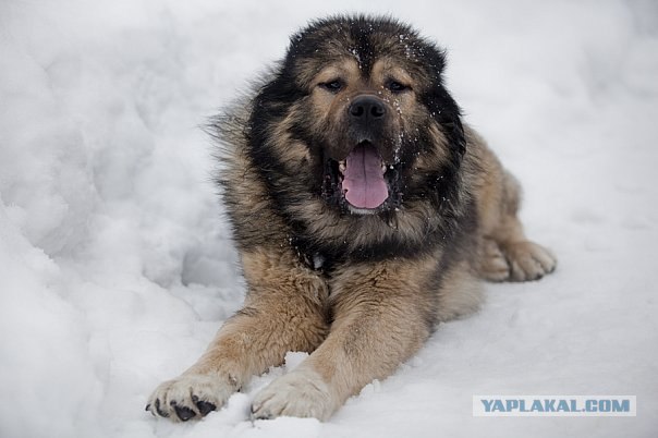 Хамство кавказцев на дороге