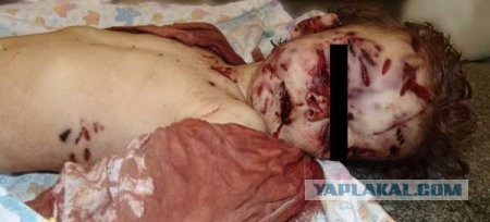 Жизнь домашнего приюта для котеек 350