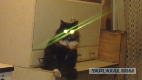 Котейка ушла на облака.