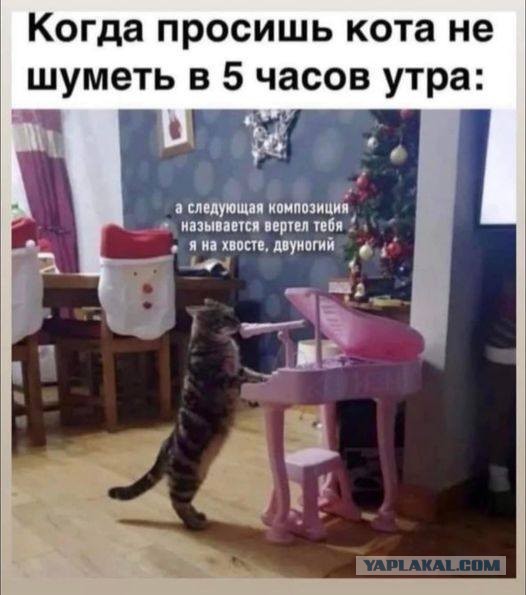 Весёлый полтишок 08.09.22