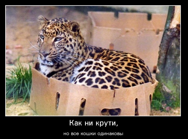 Пятнистый рейс