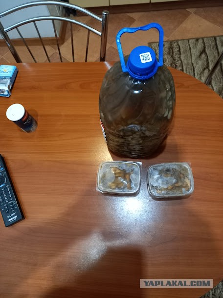 Сходил за грибами (Мск. обл)