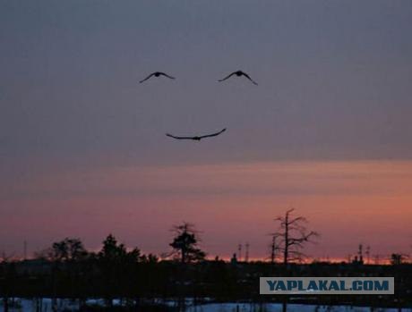 Улыбки, которые нас окружают