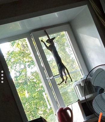 Редкий вид Котикус Соситикус