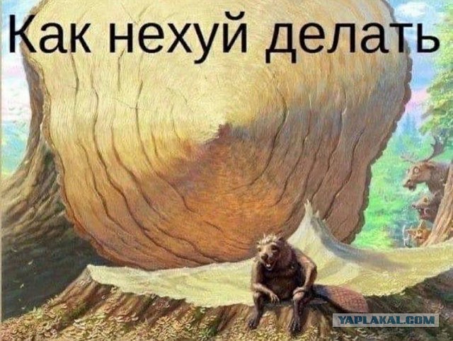 Ученые нашли Корневую систему под Скалой