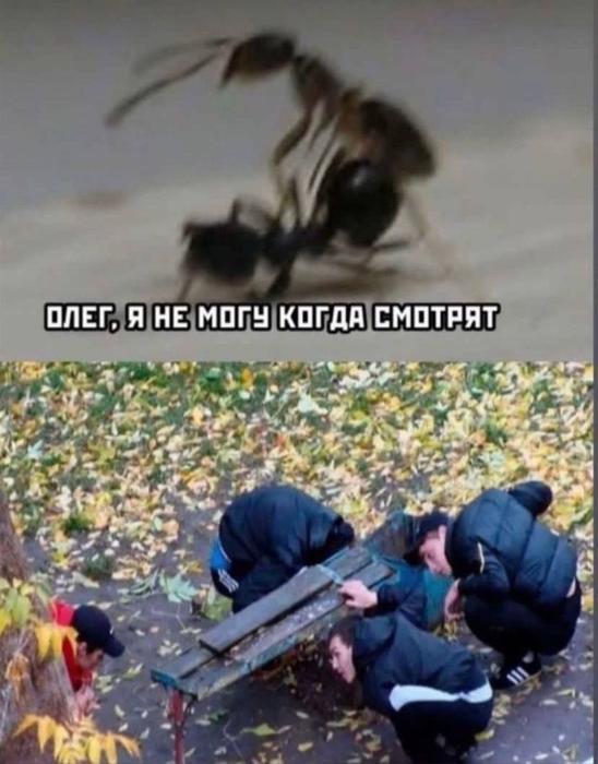 Картинки для деградации 165 (разной степени свежести)