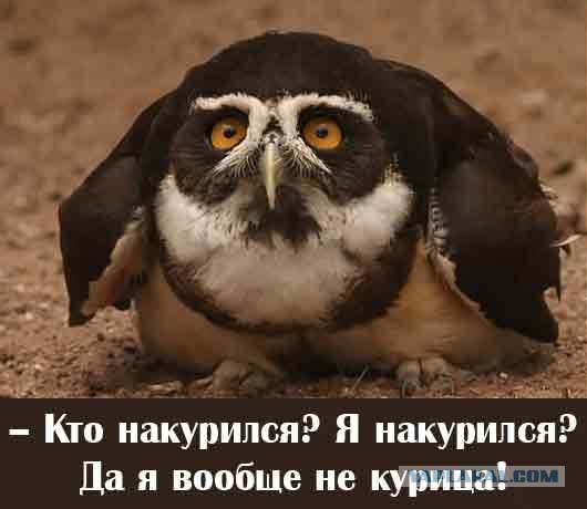 очень милая сова