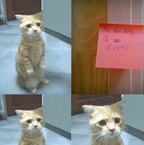 Смешные комментарии из социальных сетей #2