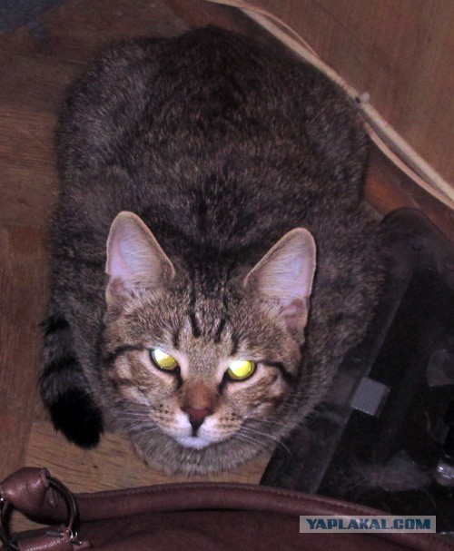 Котовторник 01.04.2014