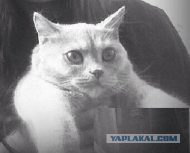 Котовторник 6.05.2014