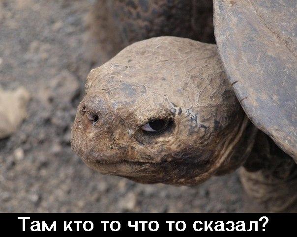 Животные - пАдонки