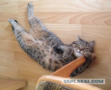 Котовторник  08.07.2014