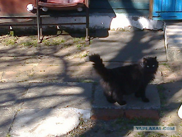 Котовторник 04.11.2014