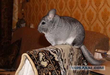Прощай мой лучший друг