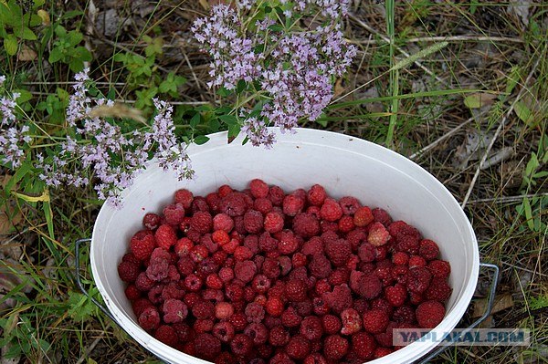 Небольшая дверь в Лето!
