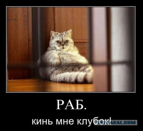 Кот-террорист