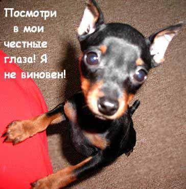 СОБАКИ и ЩЕНКИ. Все про собак!
