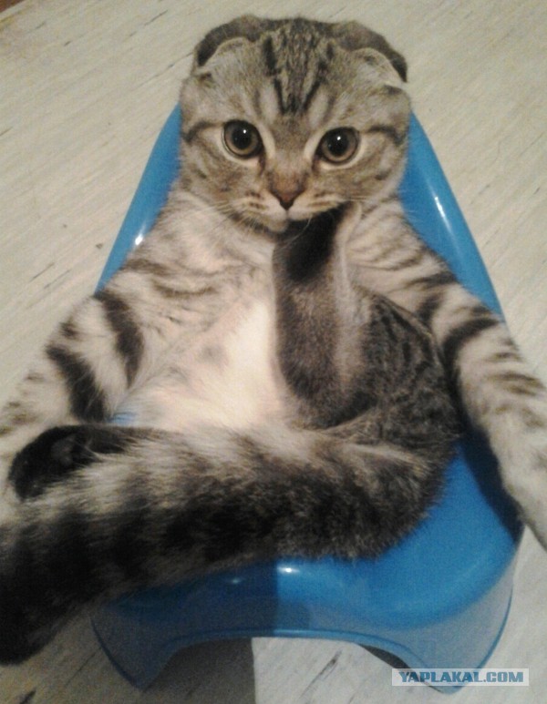 Котовторник 22.12.2015