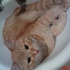 Кошка, которая спит не там (котовторнику посвящается)