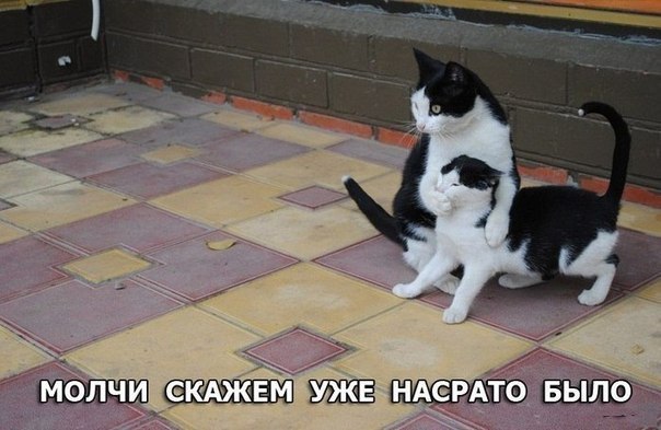 Картинки из Интернетов