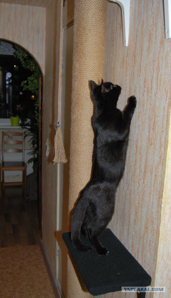 Котовторник 15.03