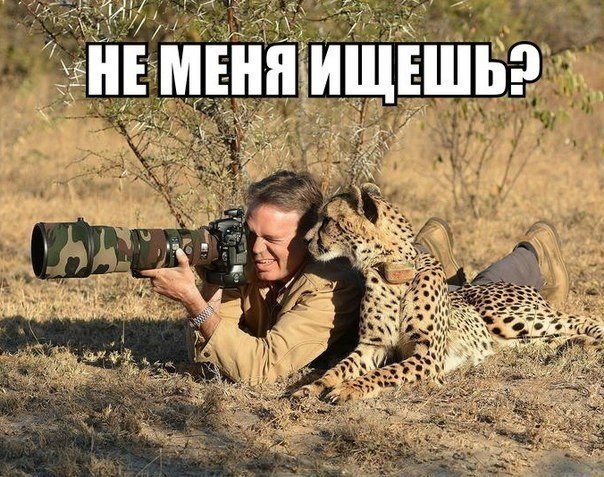 Мохнатые беспредельщики