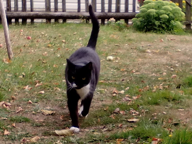 Котовторник 31.05.2016