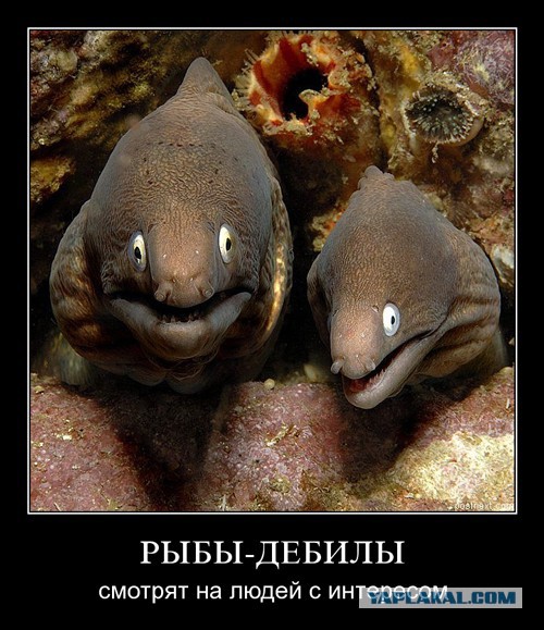 Попытка поднять электрического ската голыми руками