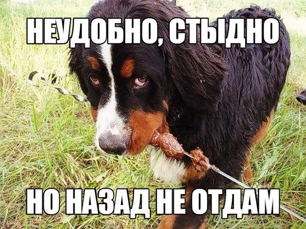 Прикольные животные