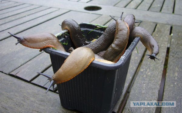 Пруд рукотворный!