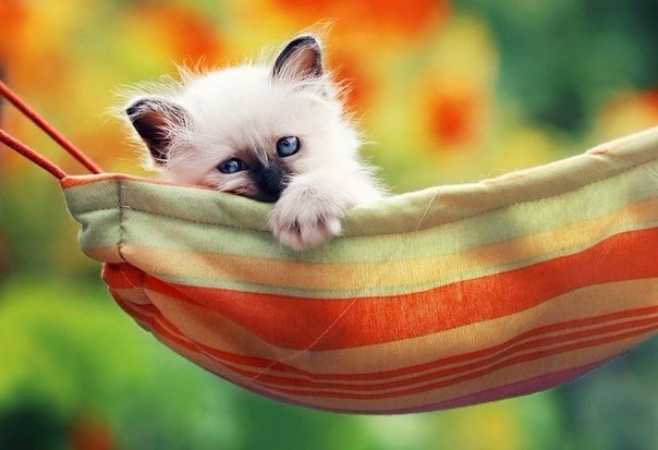 Коты из сети