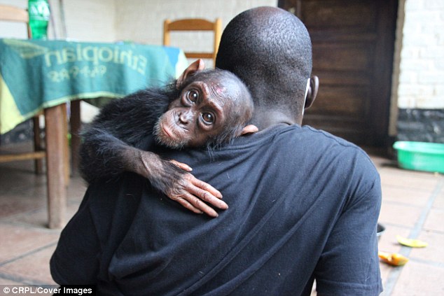 Как шимпанзе-сирота сумела попросить людей о помощи