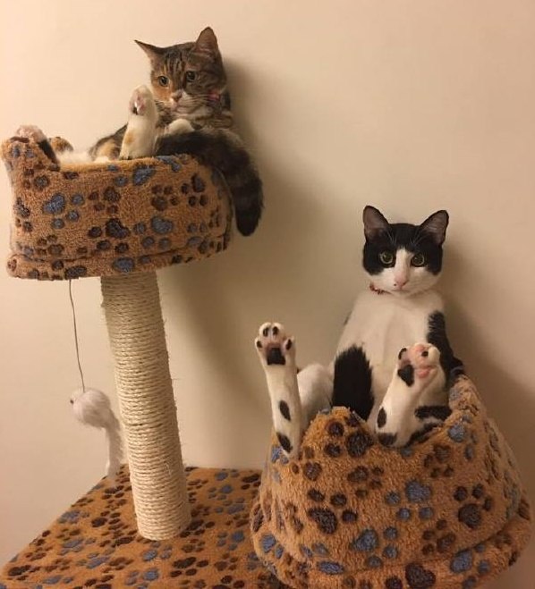 Коты и Кошки