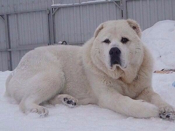 Живность из сети