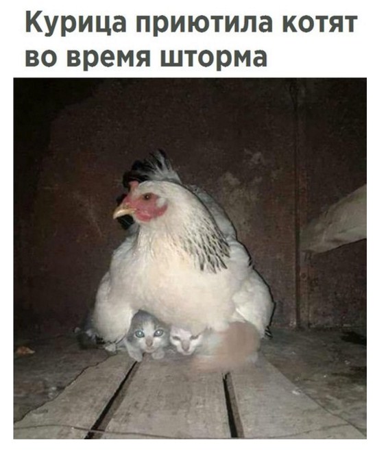 Подборка интересных и веселых картинок