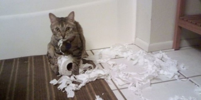 Коты и Кошки