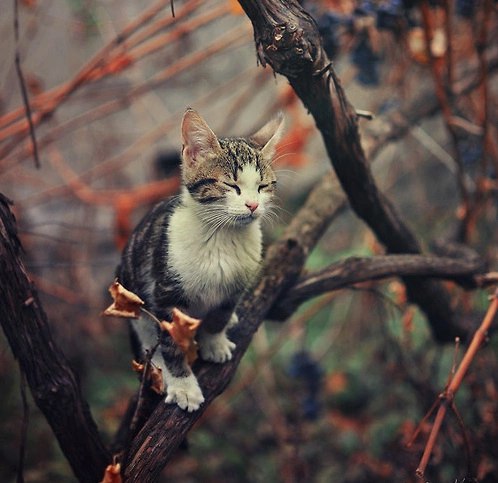 Коты и Кошки