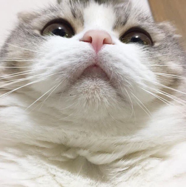 Коты и Кошки