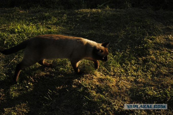 Кошка каждое утро приносит хозяину лист с улицы