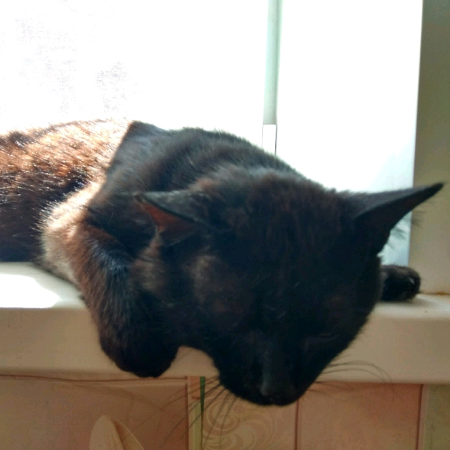 Котовторник 29.5.18
