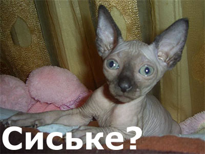 Котовторник на ЯПлакалъ (10.06.08), прикольные коты, добавляем свои!
