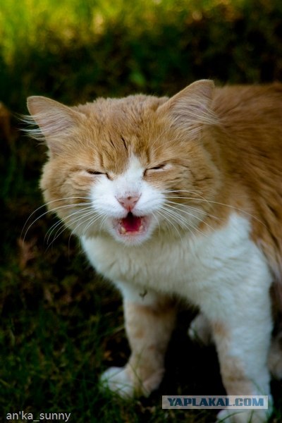 Ура, котовторник! (01.07.2008)
