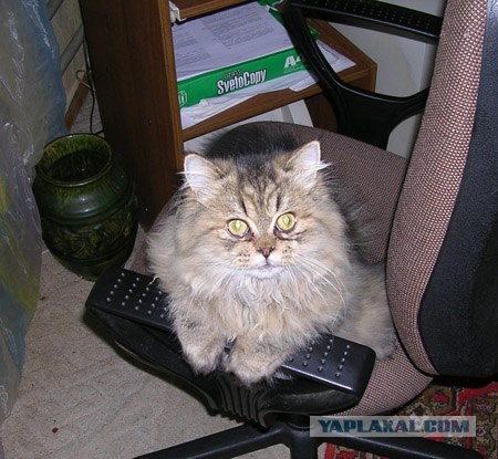Котовторник на ЯПлакалъ
