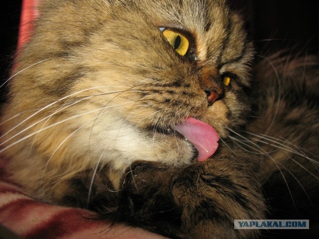 Кошачий язык