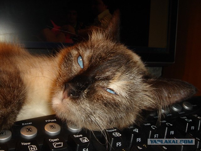 Котовторник - С праздником, котоводы!