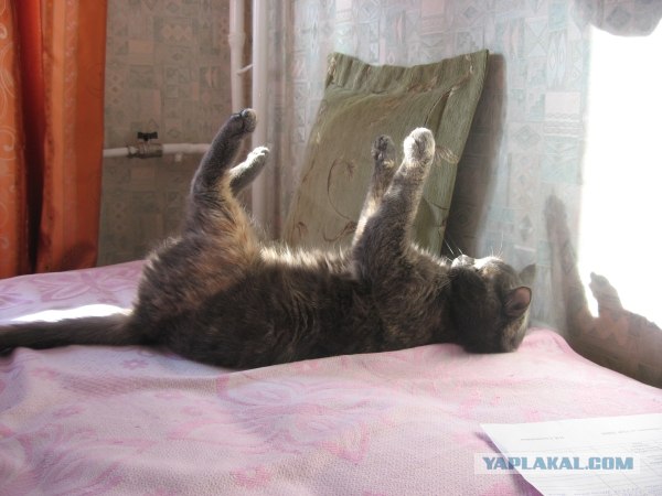 It's Catursday Fever! (Котовторник)