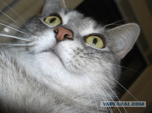 Котовторник! 08.11.11