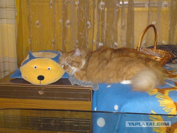 Котовторник 13.12.11 - магическе числа